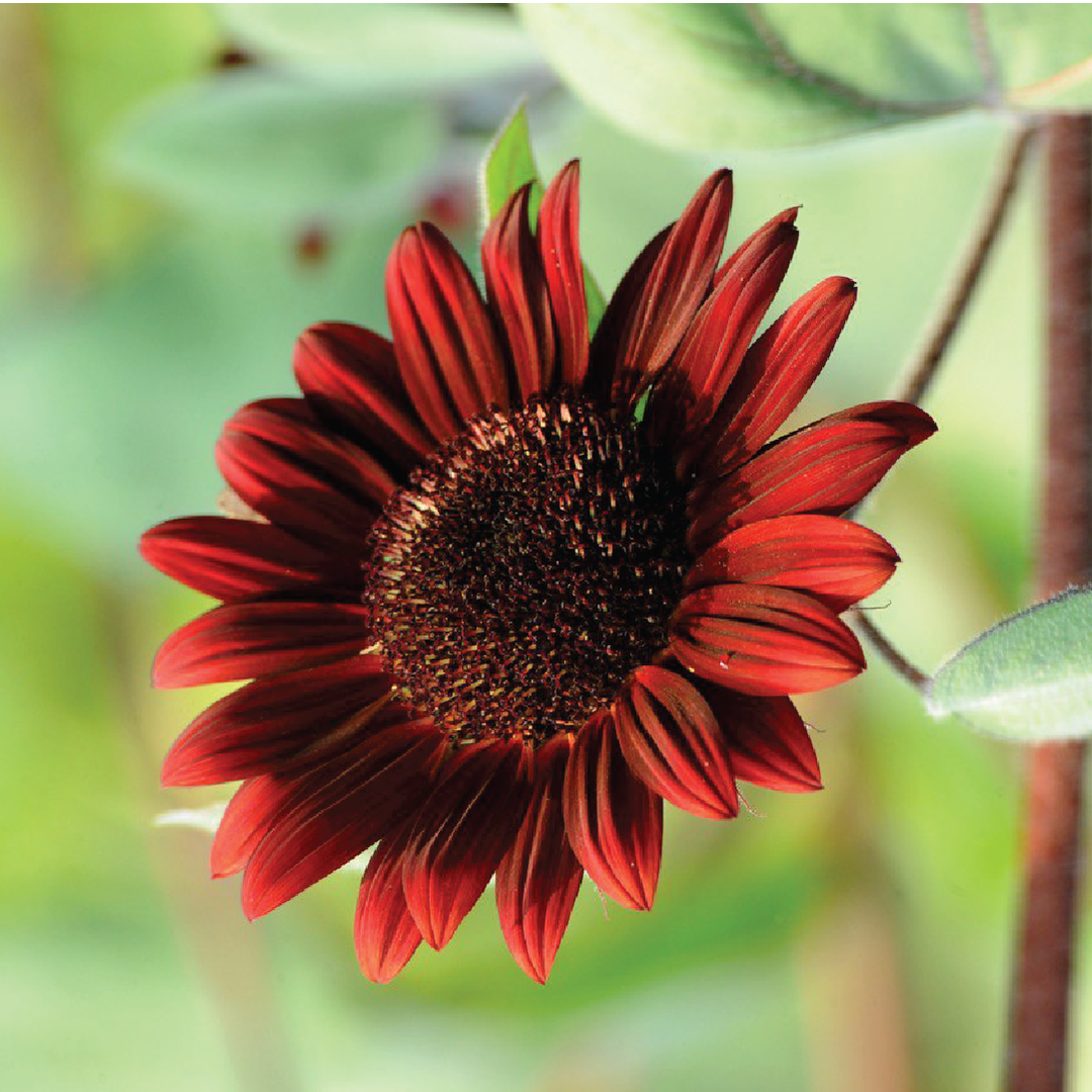 RED SUNFLOWER SEEDS <br>بذور دوار الشمس الأحمر