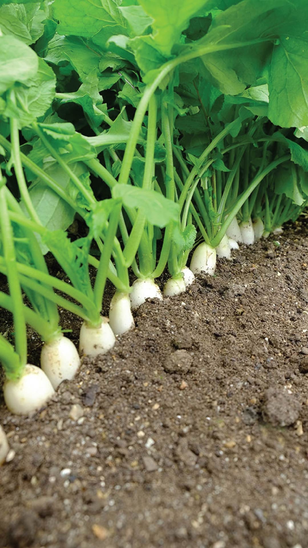 WHITE RADISH SEEDLING <br> شتلات الفجل الأبيض