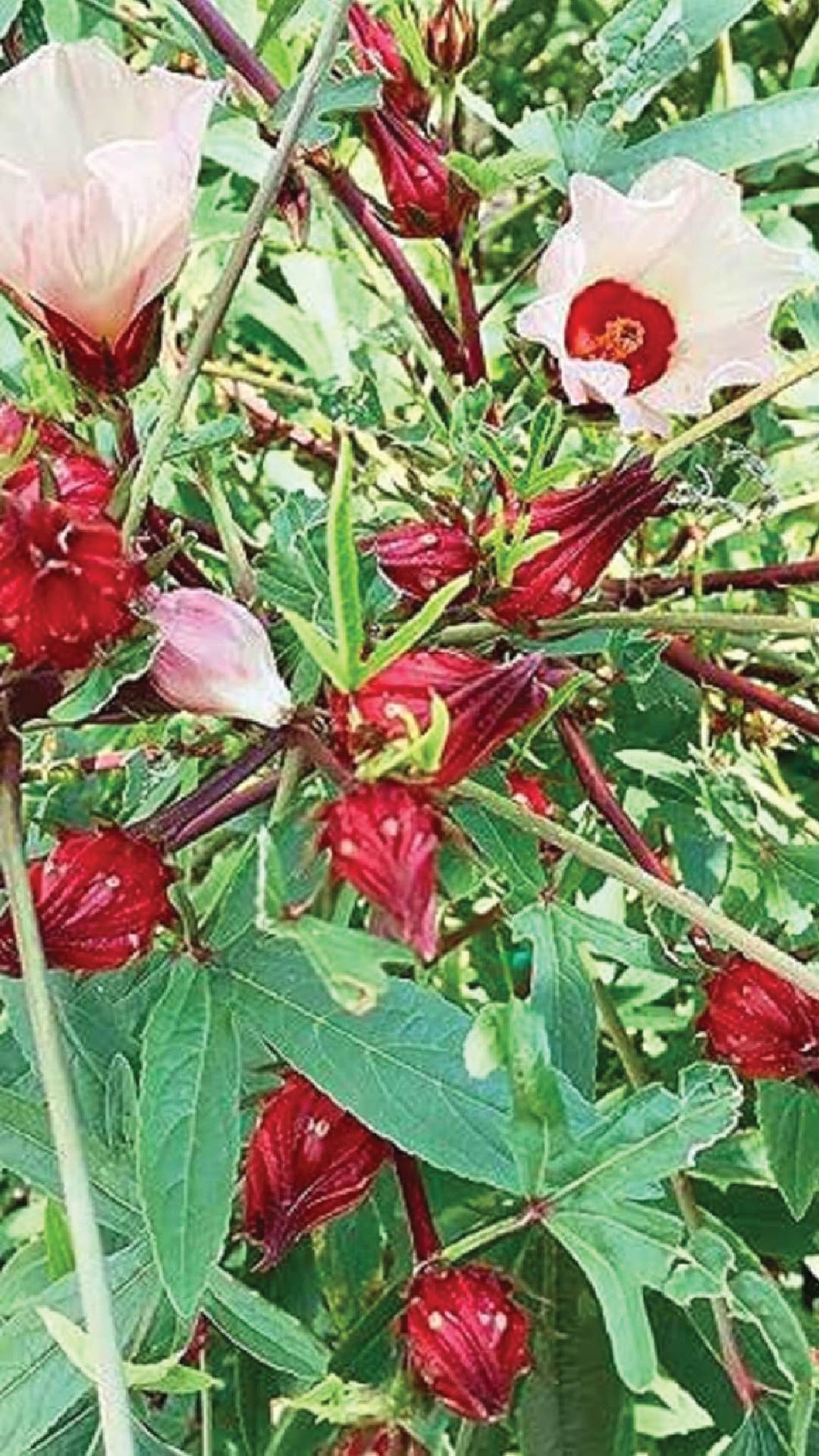 ORGANIC HIBISCUS SEEDLING <br> شتلات الكركديه العضوي