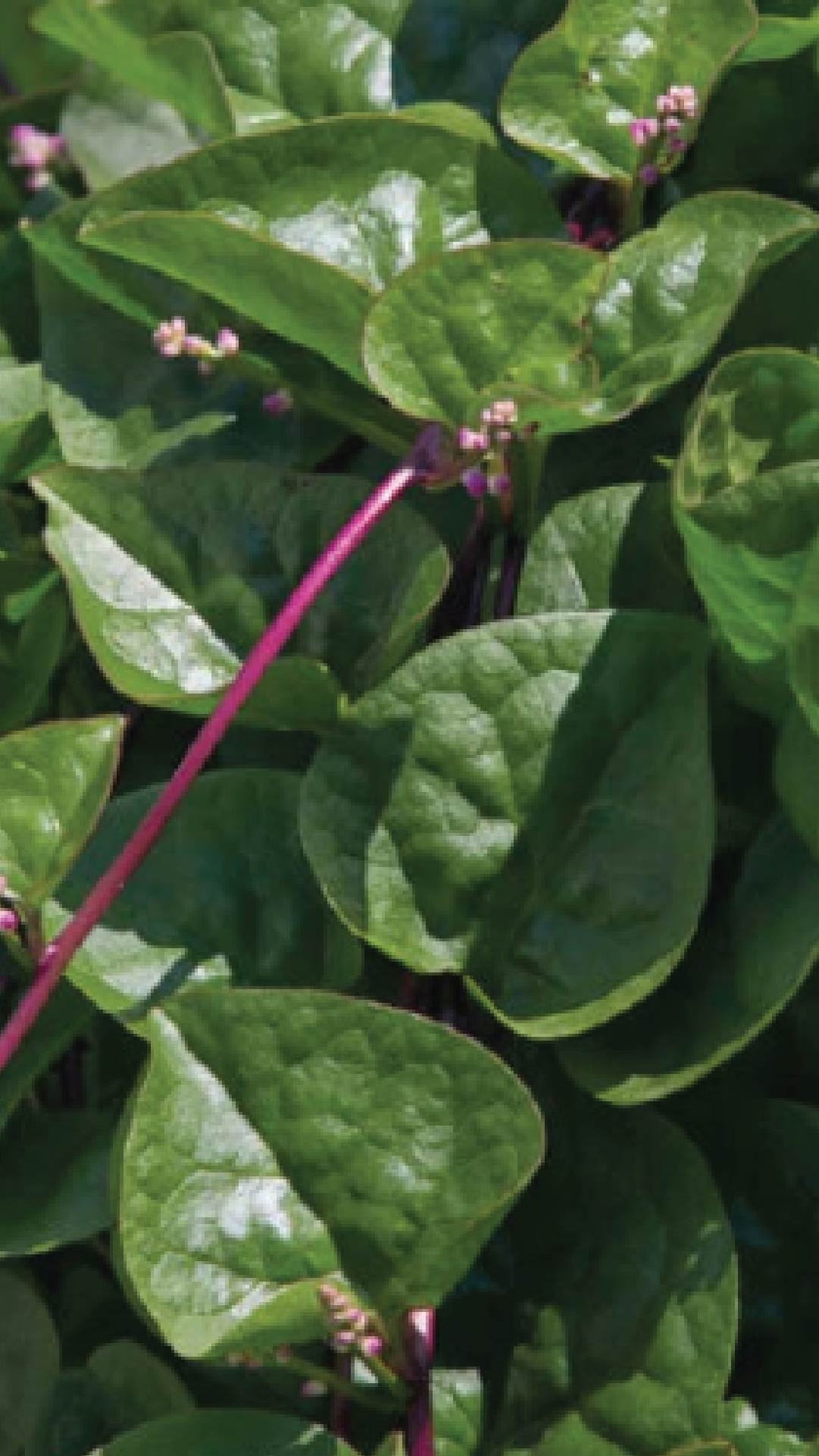 MALABAR SPINACH SEEDLING <br> شتلات سبانخ مالابار
