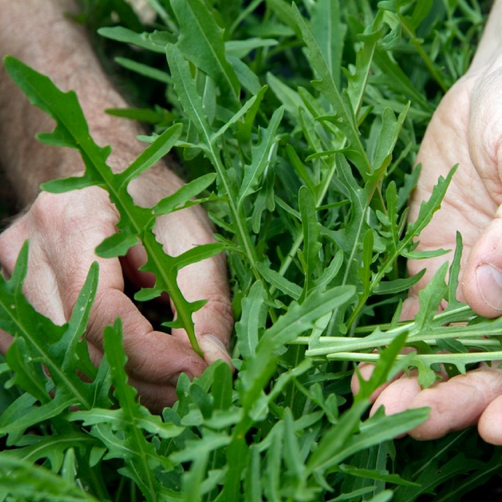 ROCKET SEEDS <br>بذور الجرجير