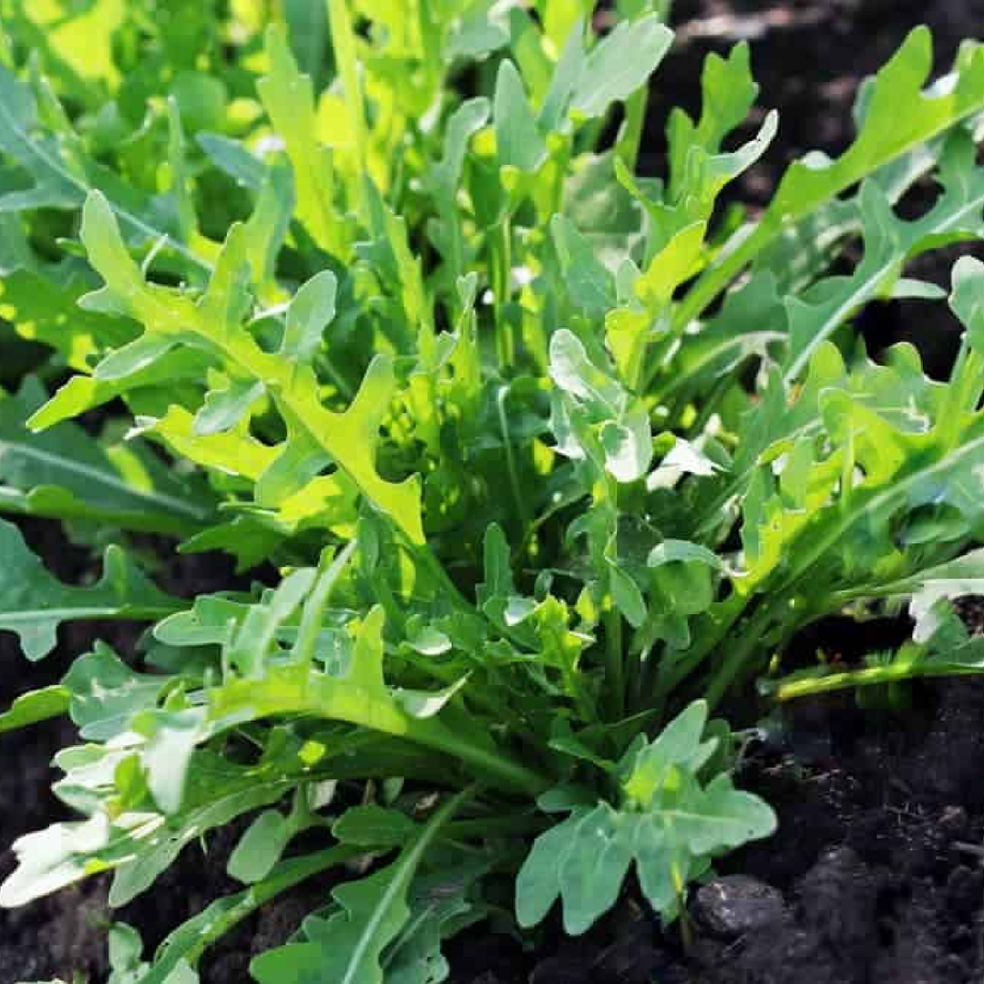 ROCKET SEEDS <br>بذور الجرجير