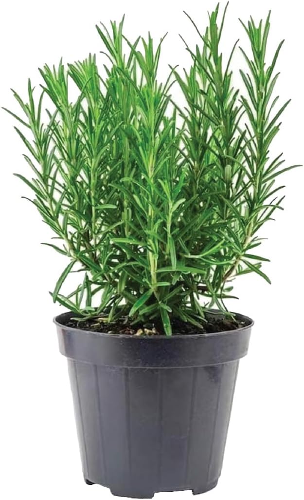 ROSEMARY PLANT - K1