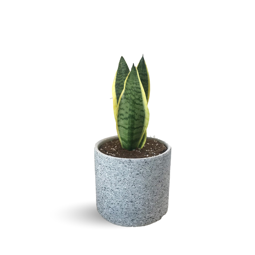 Benefits Of Snake Plant