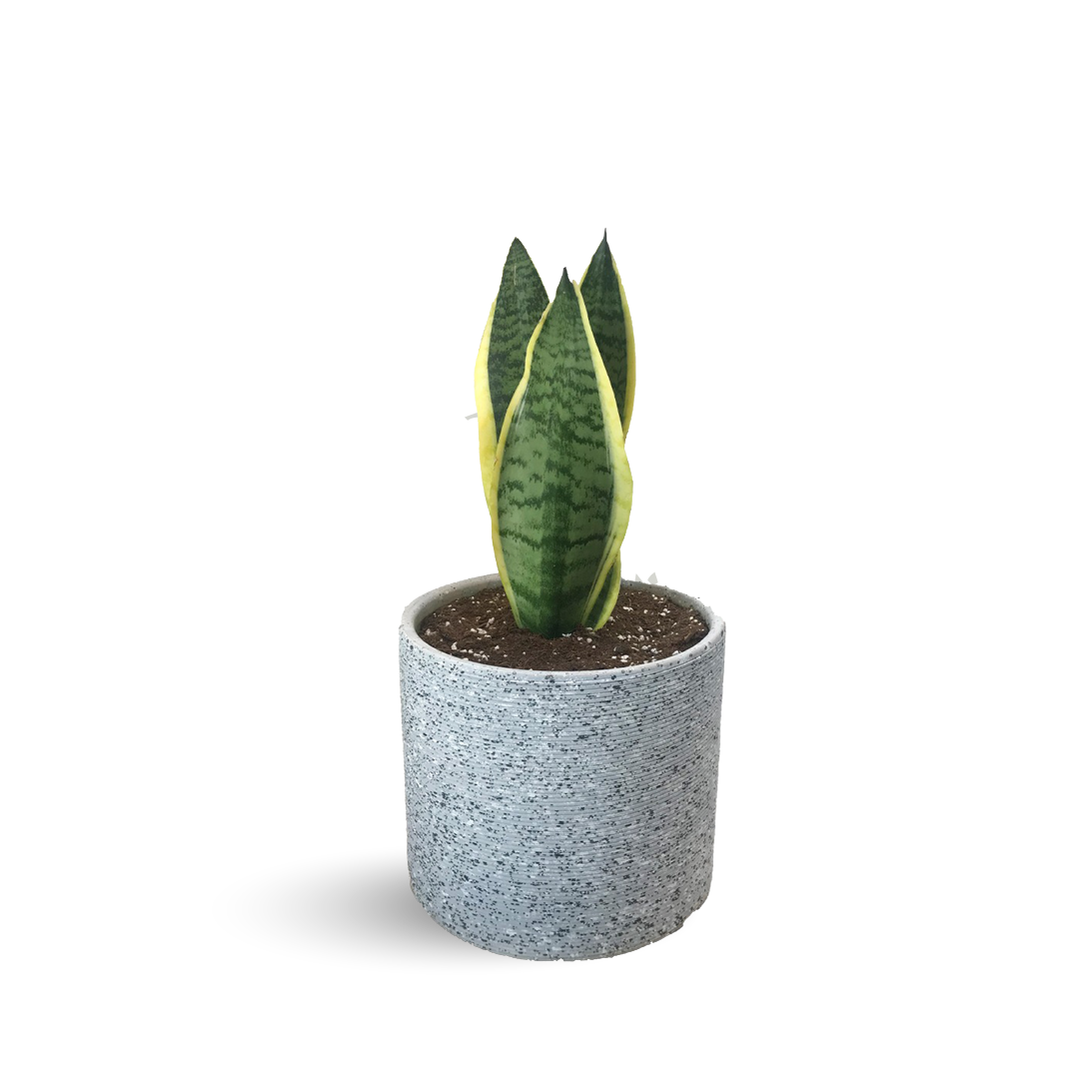 Benefits Of Snake Plant