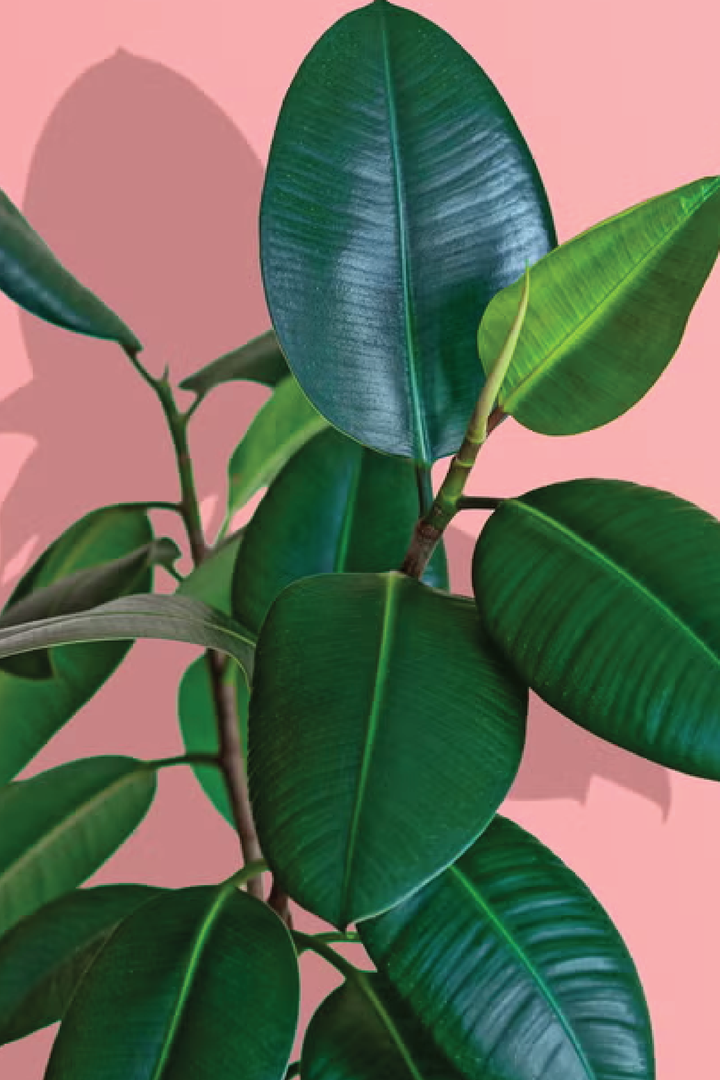 RUBBER PLANT GREEN