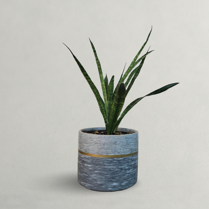 SNAKE PLANT OR SANSEVIERIA PLANT