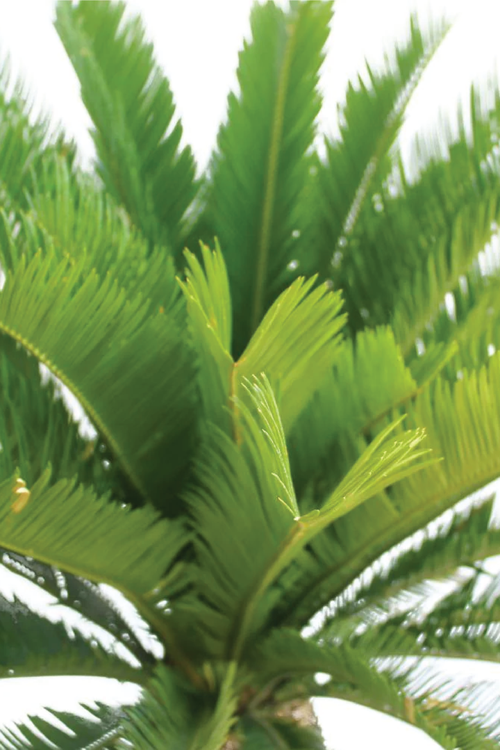 SAGO PALM PLANT