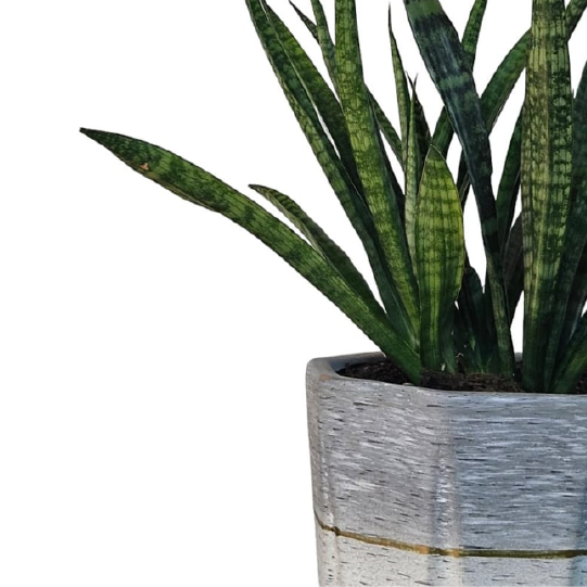 Sansevieria Snake Plant With Ceramic Pot