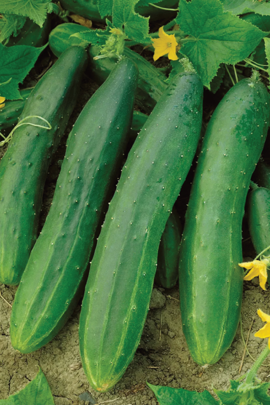 CUCUMBER STRAIGHT EIGHT SEEDS <br> بذور خيار مستقيم ثماني
