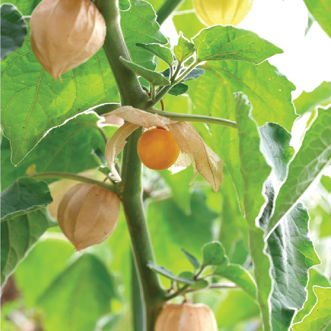 PHYSALIS SEEDLING <br>شتلات الحرنكش