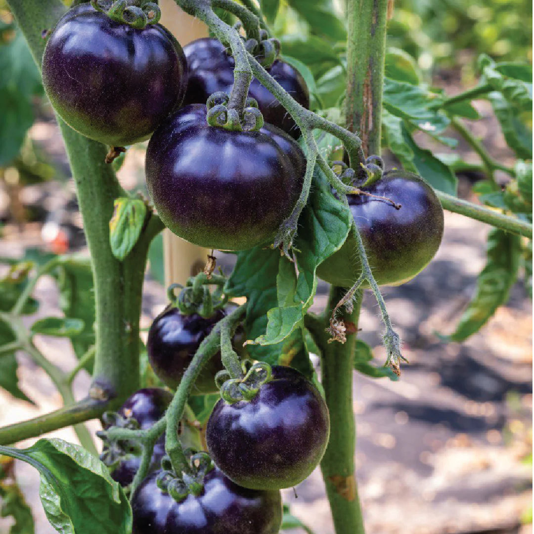 BLACK TOMATO SEEDS <br>بذور الطماطم السوداء