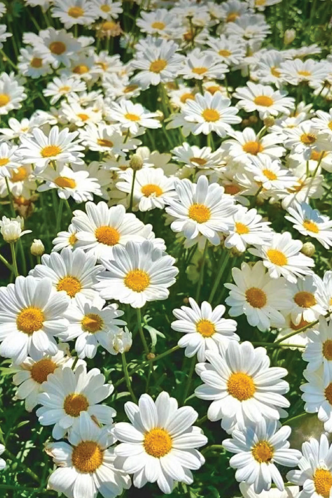 SHASTA DAISY FLOWER SEEDLING <br> شتلات زهور شاستا ديزي