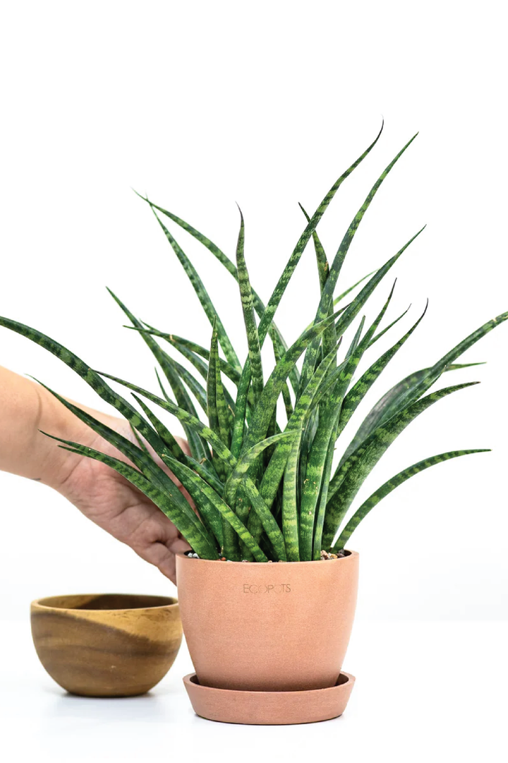 SANSEVIERIA FRENWOOD PUNK PLANT