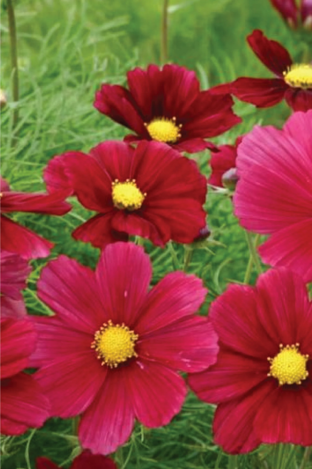 COSMOS RED SONATA SEEDLING <br>شتلات زهور الكوزموس سوناتا