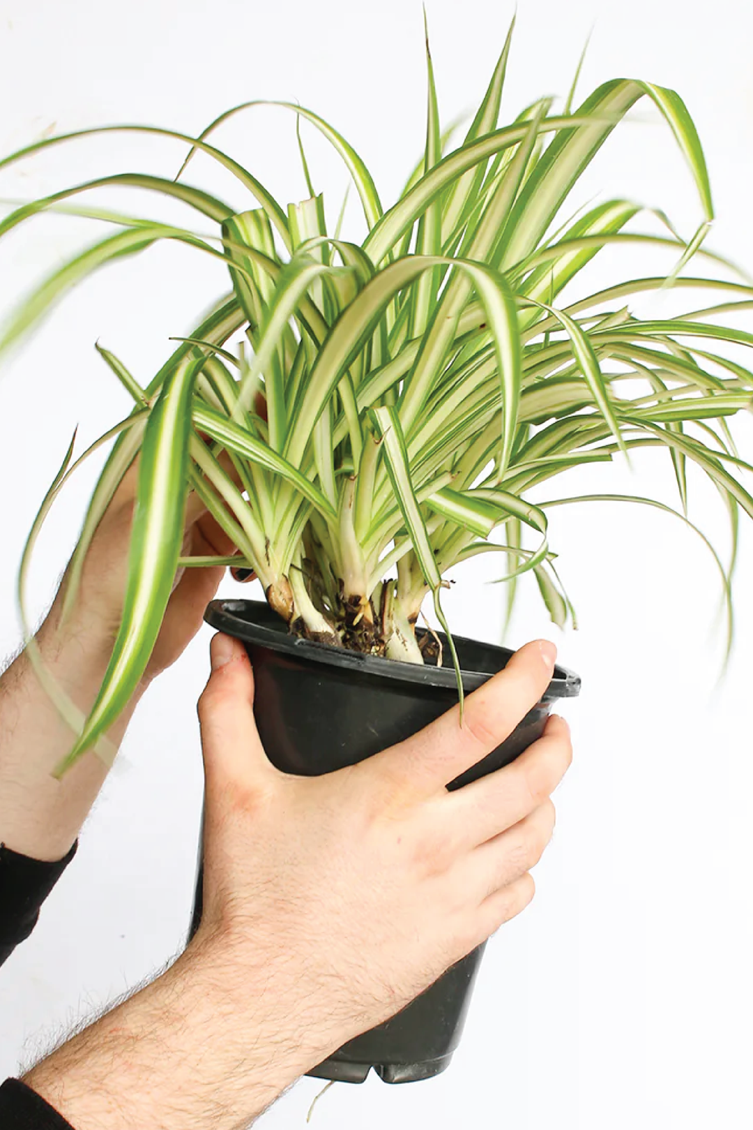 SPIDER PLANT