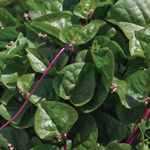 MALABAR SPINACH SEEDLING <br> شتلة سبانخ مالابار