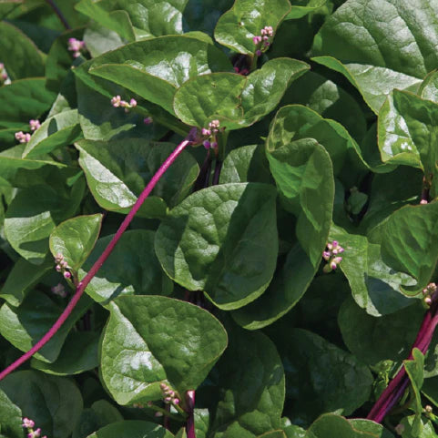 MALABAR SPINACH SEEDS <br> بذور سبانخ مالابار