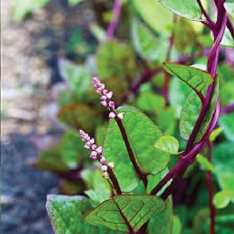 MALABAR SPINACH SEEDLING <br> شتلة سبانخ مالابار