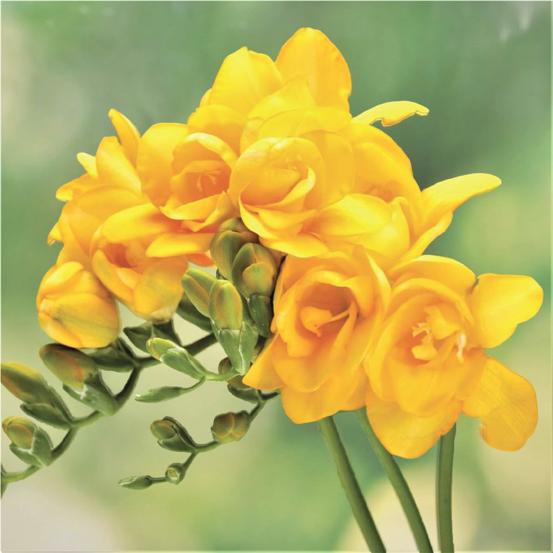 FRESSIA YELLOW FLOWER BULBS <br>أبصال زهرة الفريزيا الصفراء