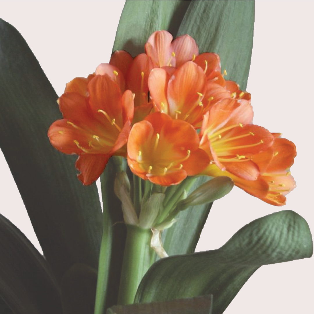 ORANGE BUSH LILY BULBS <br>أبصال زنبق شجيرة البرتقال