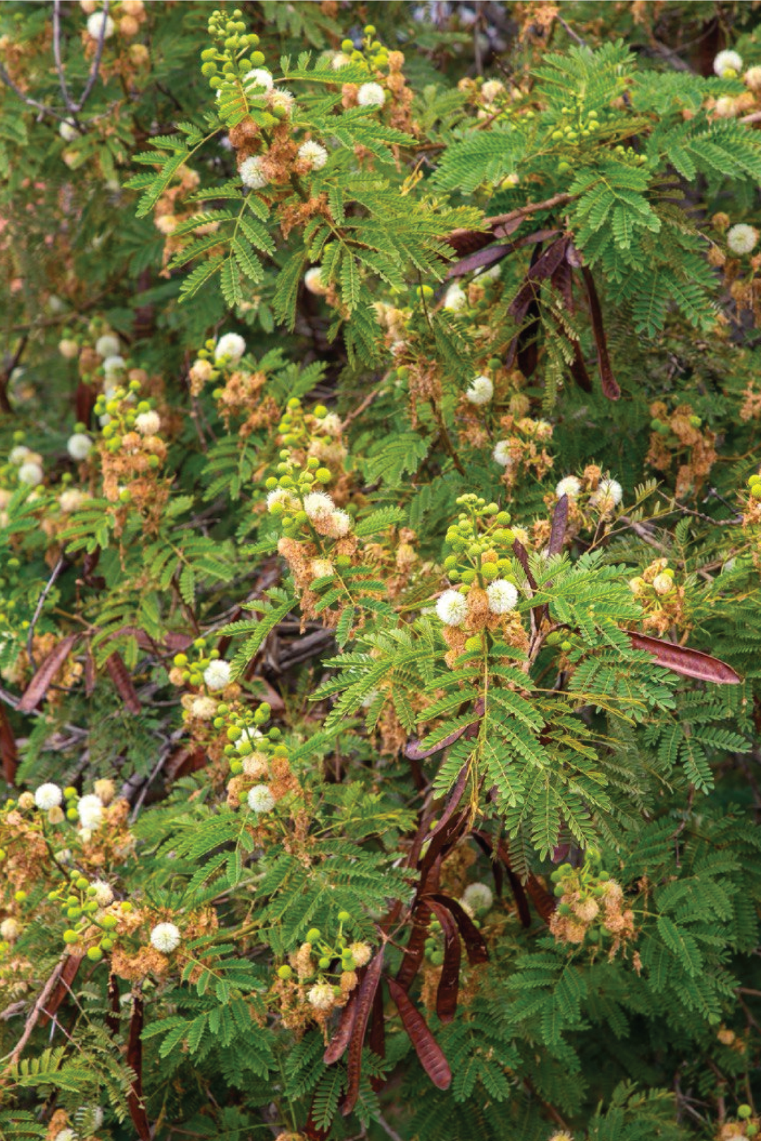 LEUCAENA TREE SEEDS <br> بذور شجرة اللوسيانا