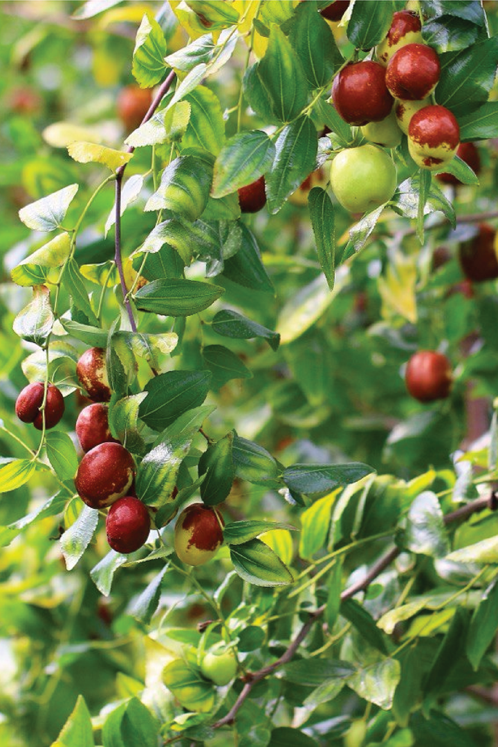 JUJUBE TREE SEEDS <br> بذور شجرة العناب