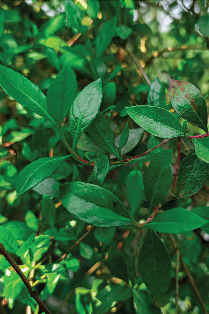 HENNA TREE SEEDS <br> بذور شجرة الحناء