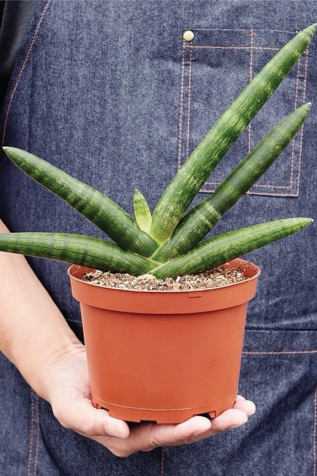 نبات سانسيفيريا بونسل نجم البحر الثعباني