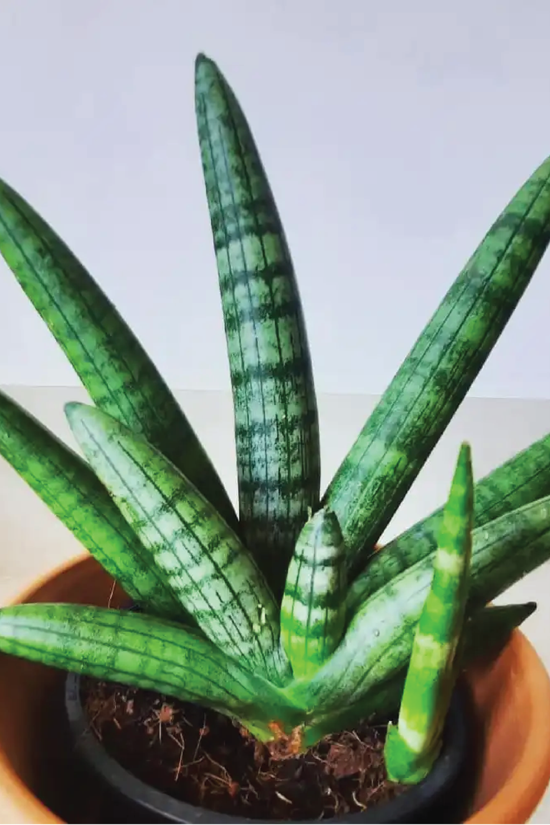 نبات سانسيفيريا بونسل نجم البحر الثعباني