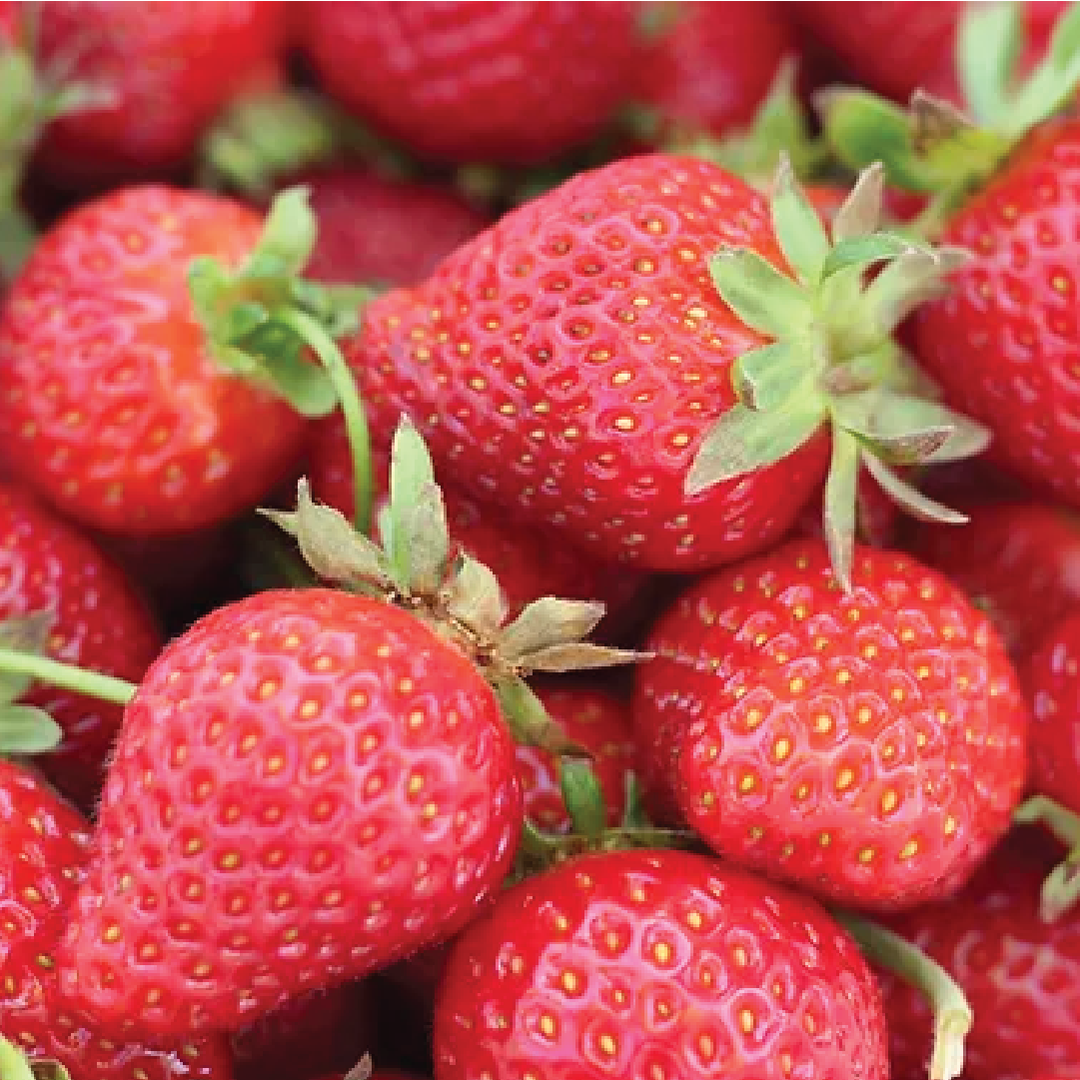 AMERICAN STRAWBERRY SEEDLING <br>شتلة الفراولة الامريكية