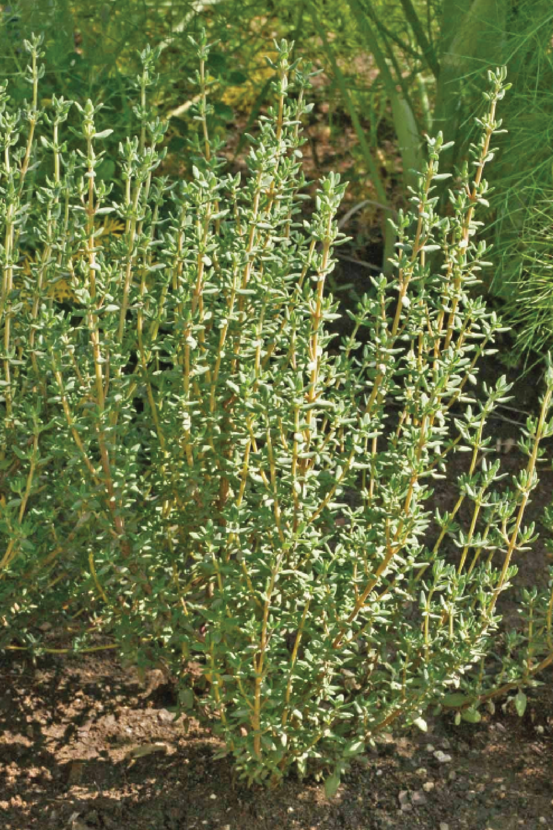 ORGANIC GERMAN WINTER THYME SEEDLING<br> شتلات زعتر جيرمان ونتر العضوي