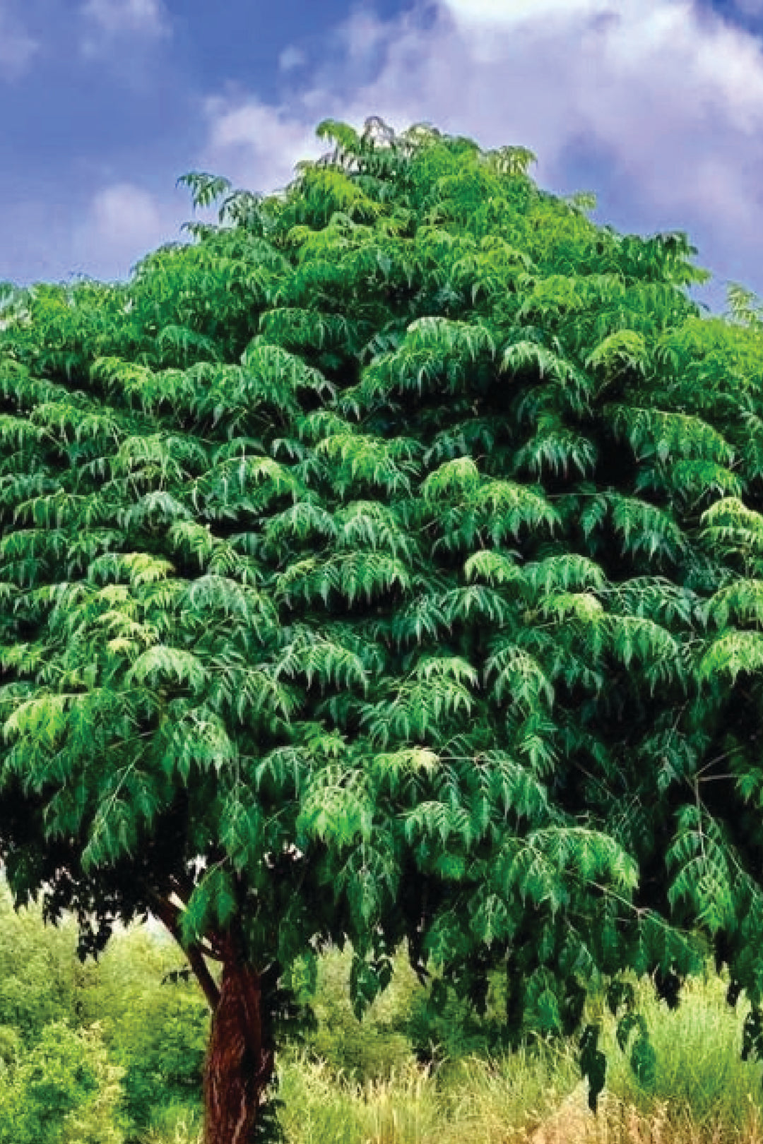 MELIA AZEDARACH TREE SEEDS <br> بذور شجرة الزلنزخت
