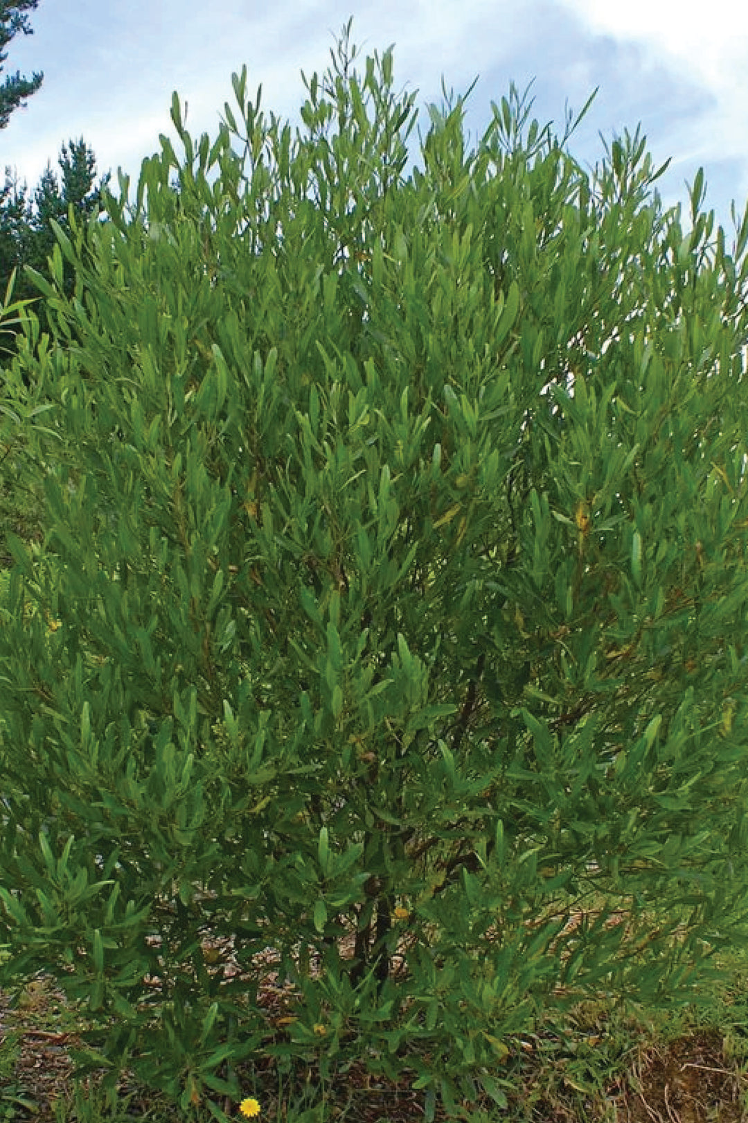 DODONAEA VISCOSA TREE SEEDS <br> بذور شجرة الديدونيا