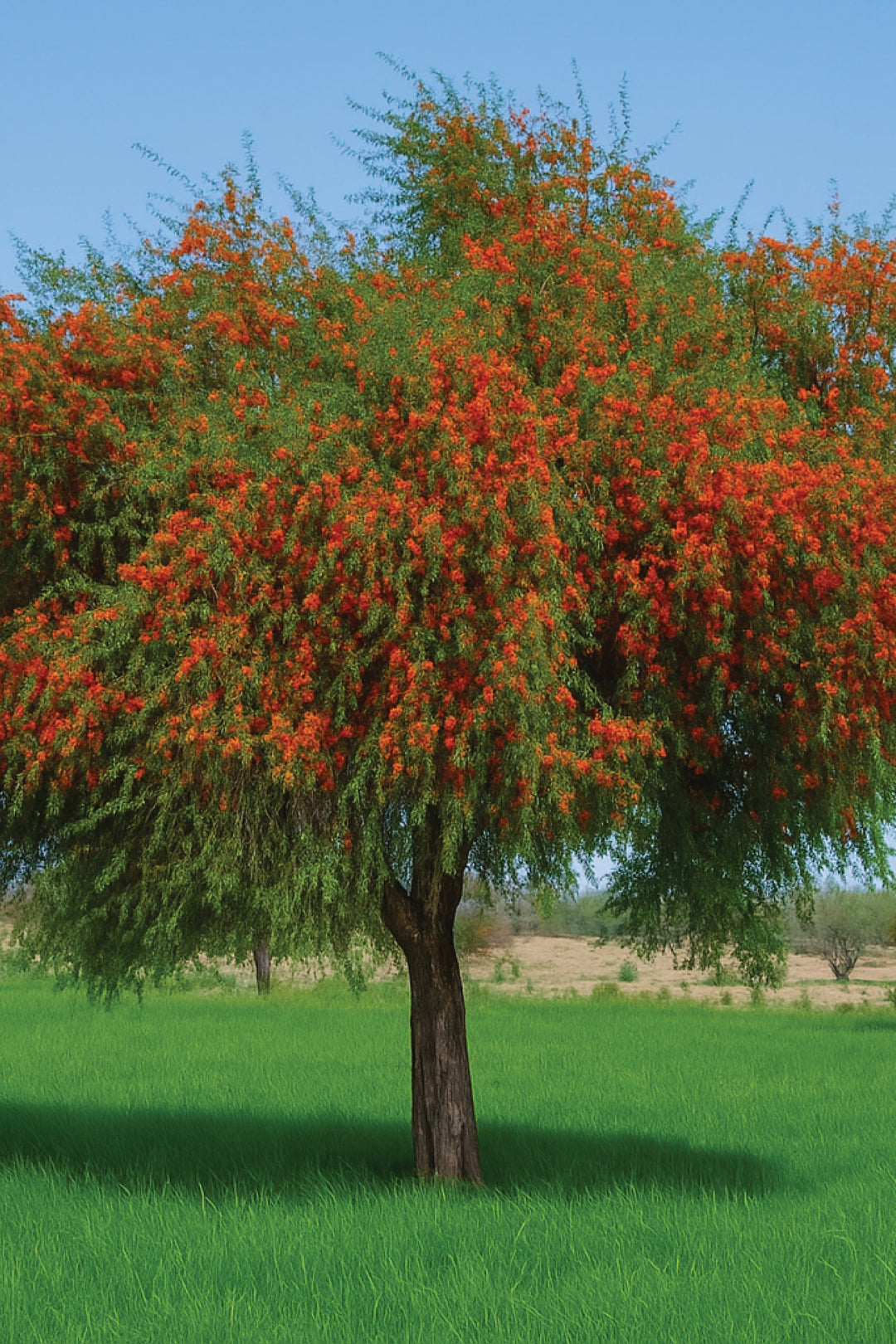 ROHIDA TREE SEEDS <br>بذور شجرة الفرفار