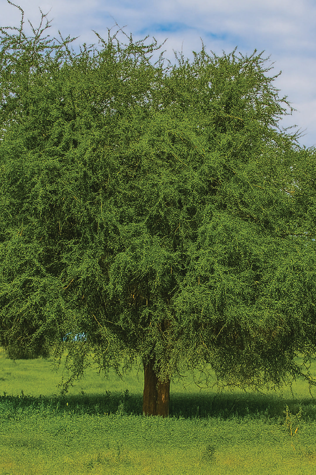 SOAPBERRY TREE SEEDS <br> بذور شجرة الهجليج