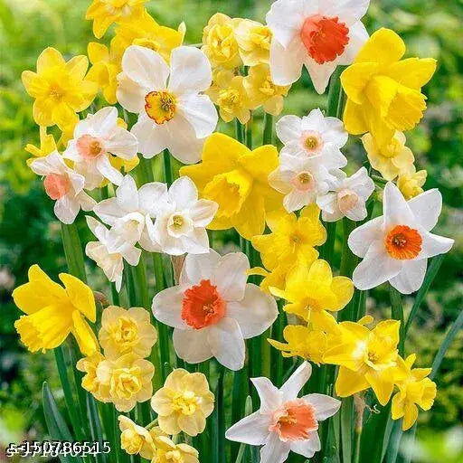 NARGIS FLOWER BULBS - K1
