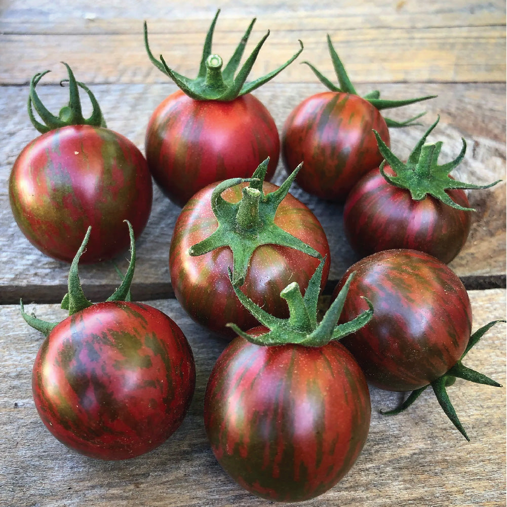 TOMATO PURPLE BUMBLE BEE SEEDLING<br>شتلة طماطم بمبل بي الأرجواني