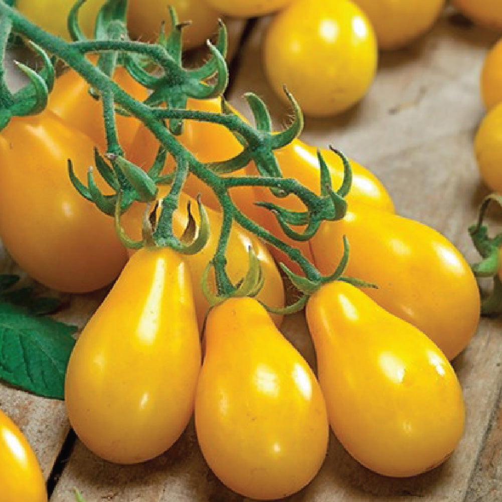 TOMATO YELLOW PEAR SEEDLING <br>شتلة الطماطم الكمثري الأصفر