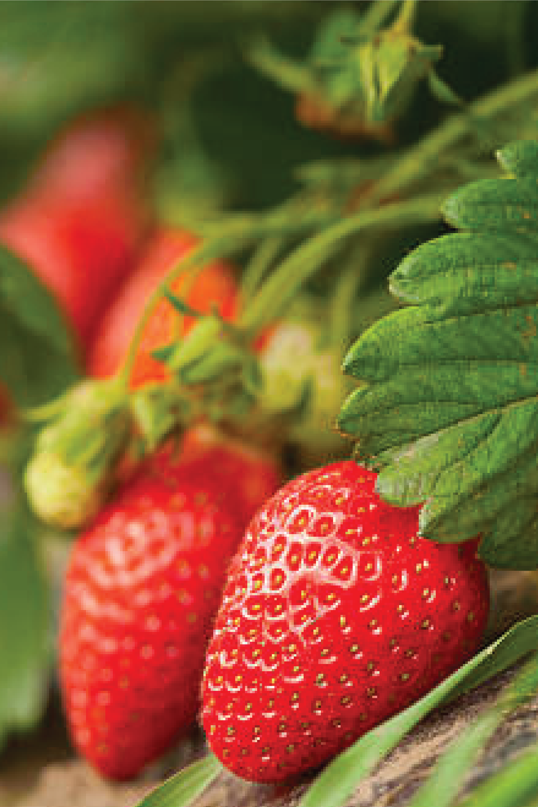 STRAWBERRY SEEDS <br> بذور الفراولة