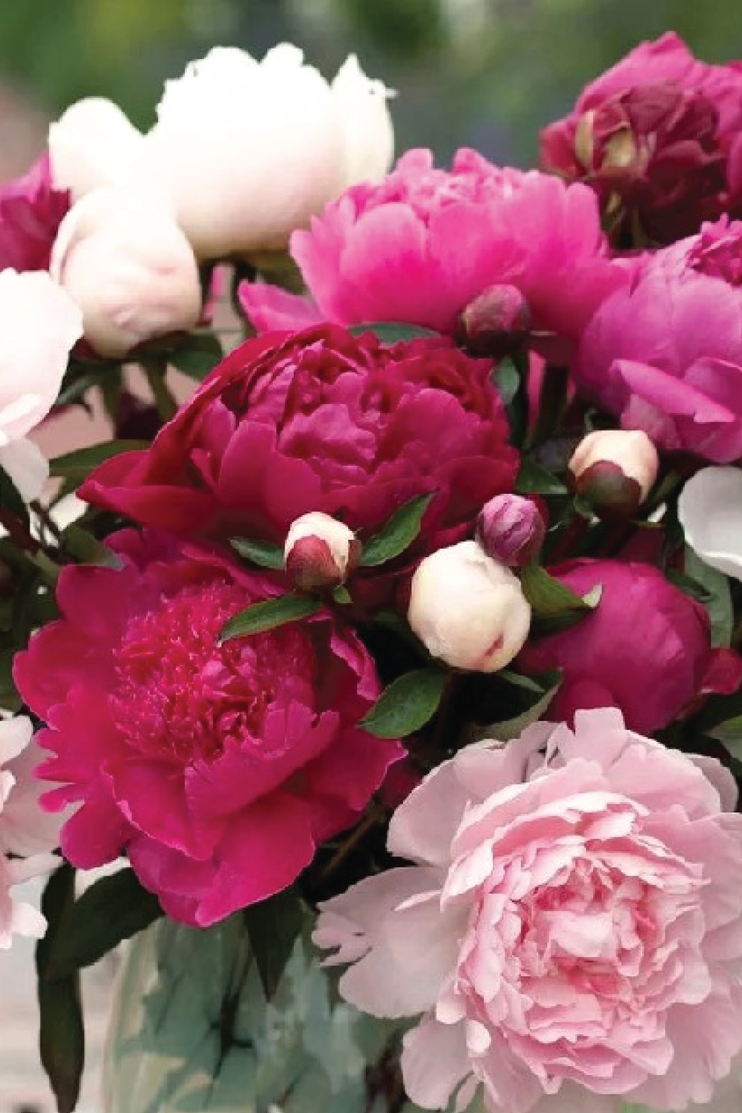 PEONY MIX SEEDS <br> بذور زهور البيوني مكس