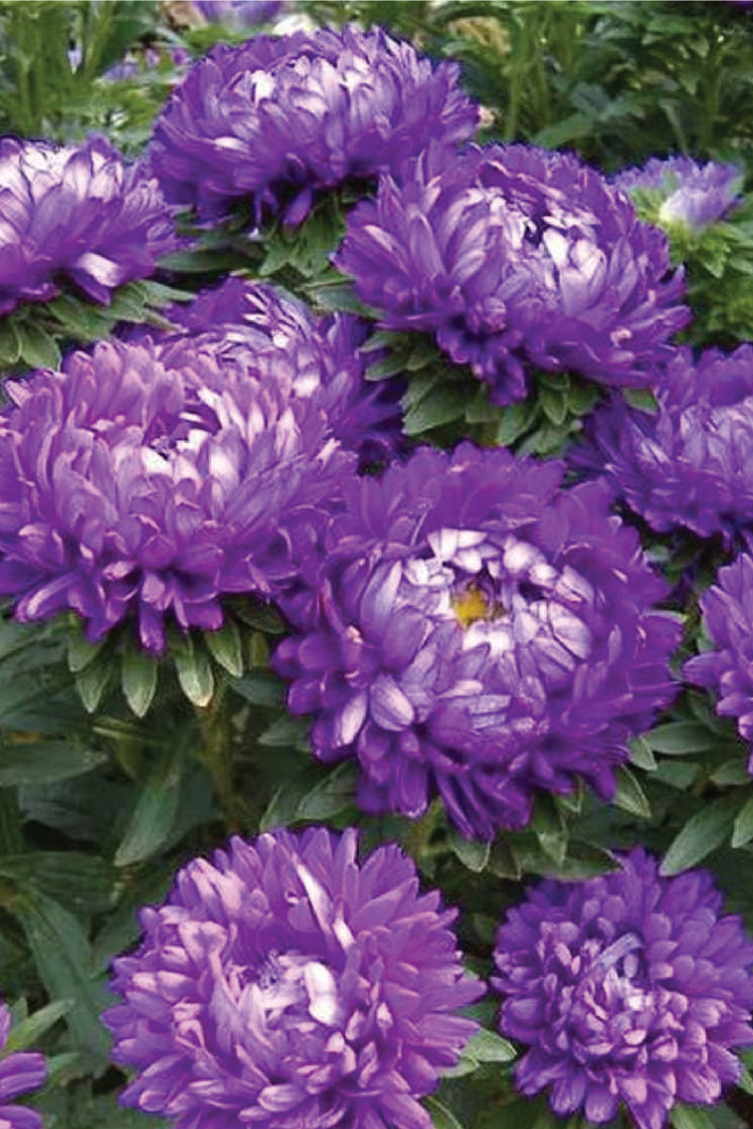 PURPLE CHRYSANTHEMUM SEEDS <br> بذور الاقحوان البنفسجي