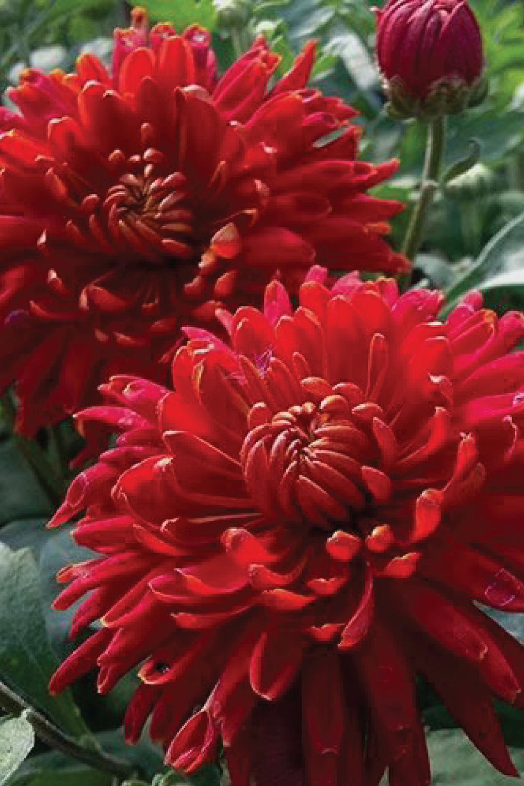 RED CHRYSENTHEMUM SEEDS <br> بذور الأقحوان الأحمر