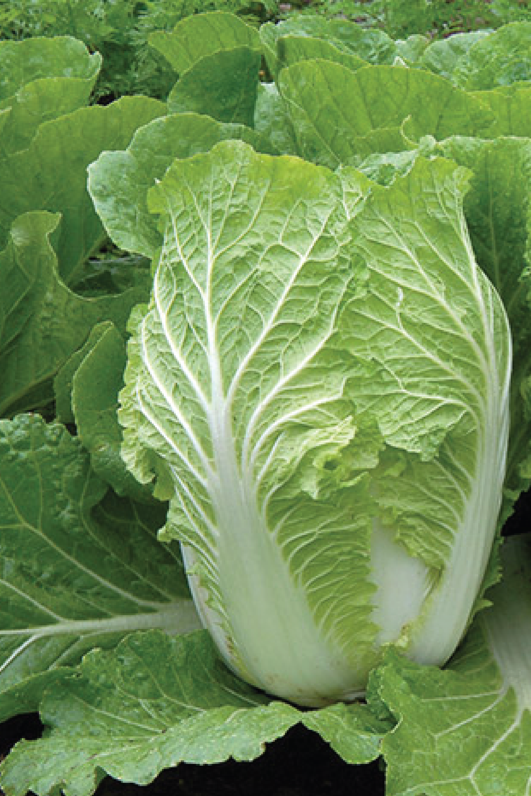 NAPA CABBAGE SEEDS <br> بذور الكرنب نابا