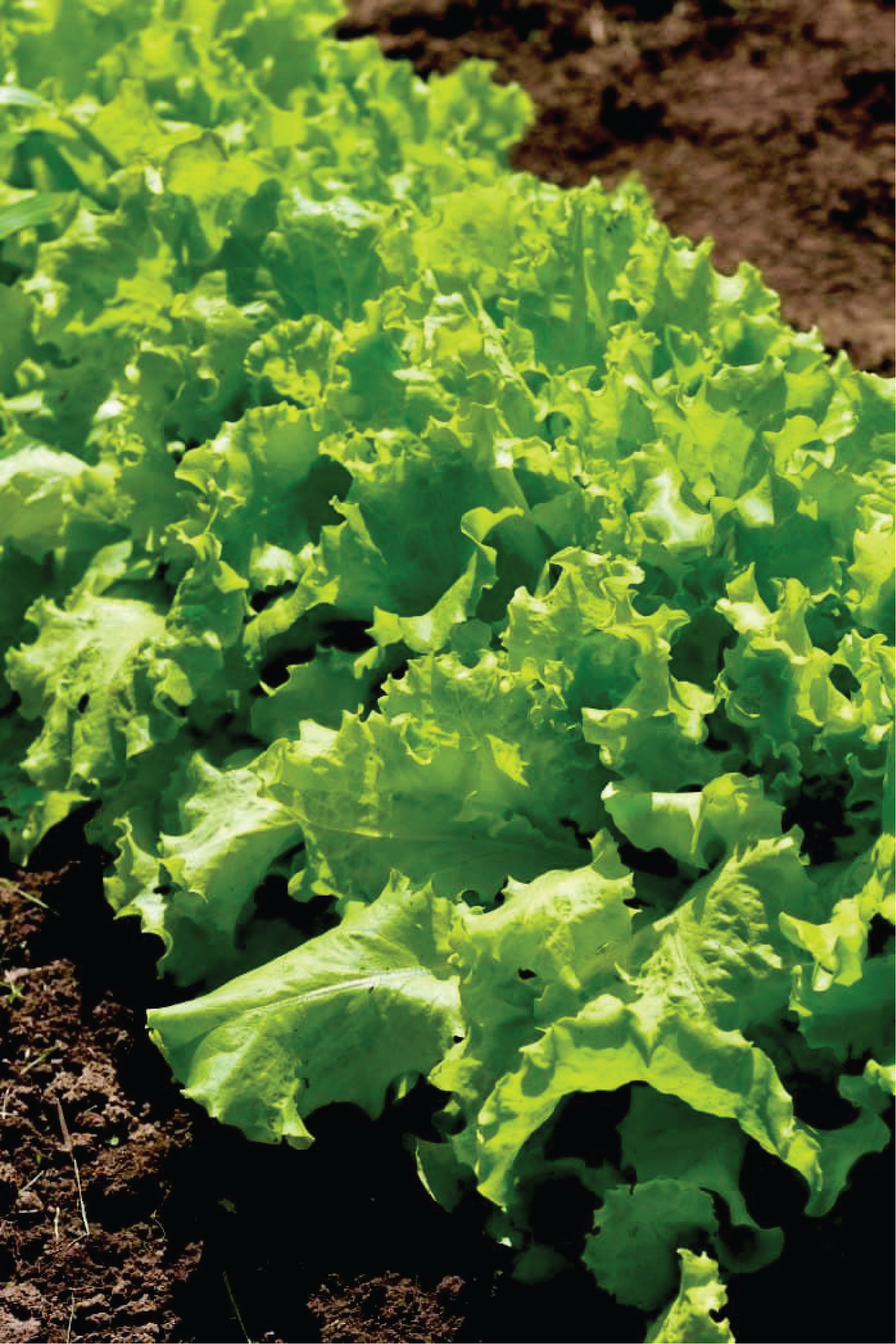 ITALIAN CREAM LETTUCE SEEDS <br> بذور الخس الكريمي الإيطالي