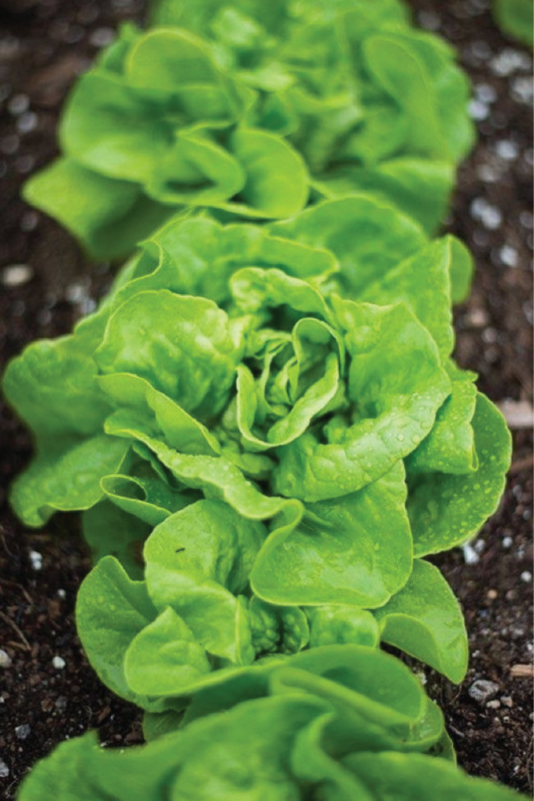 CREAM LETTUCE SEEDS <br> بذور الخس الكريمي