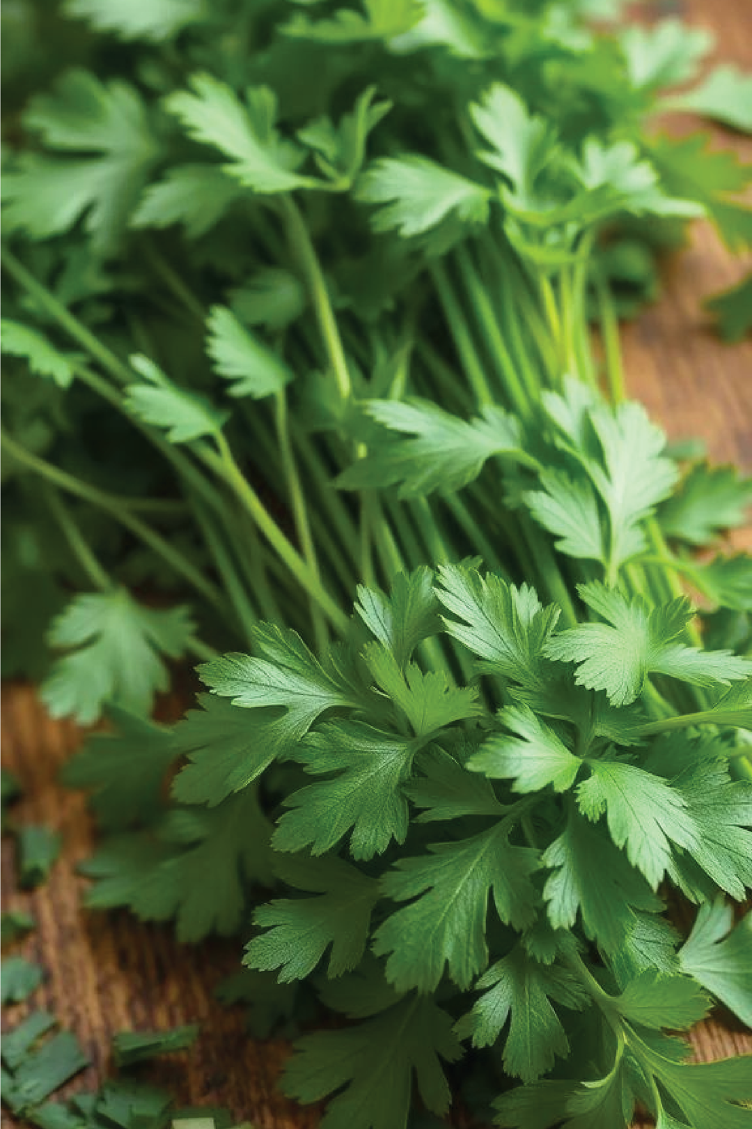 LARGE LEAF CORIANDER SEEDS <br> بذور الكزبرة ذات الأوراق الكبيرة