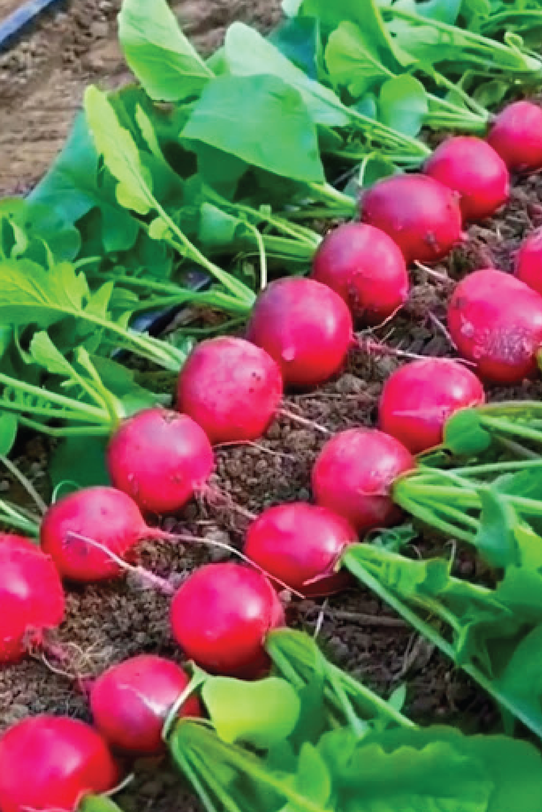 CHERRY RADISH SEEDS <br> بذور الفجل الكرزي