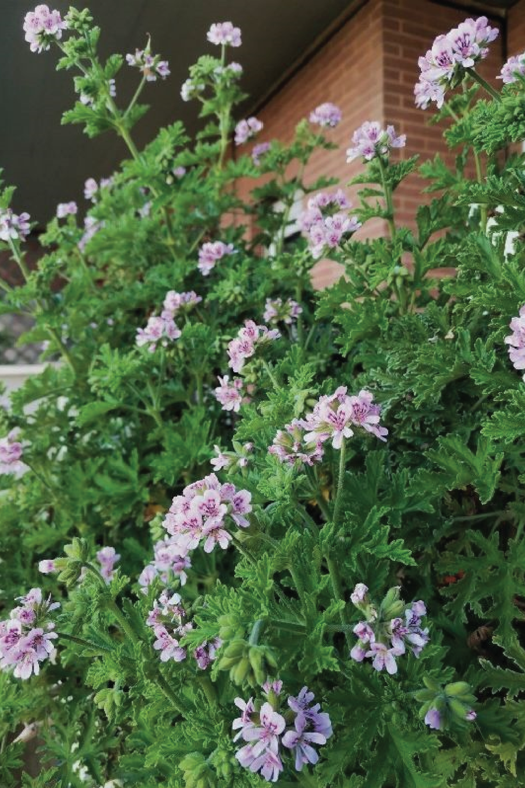 MOSQUITO REPELLENT SEEDS <br> بذور طاردة للبعوض