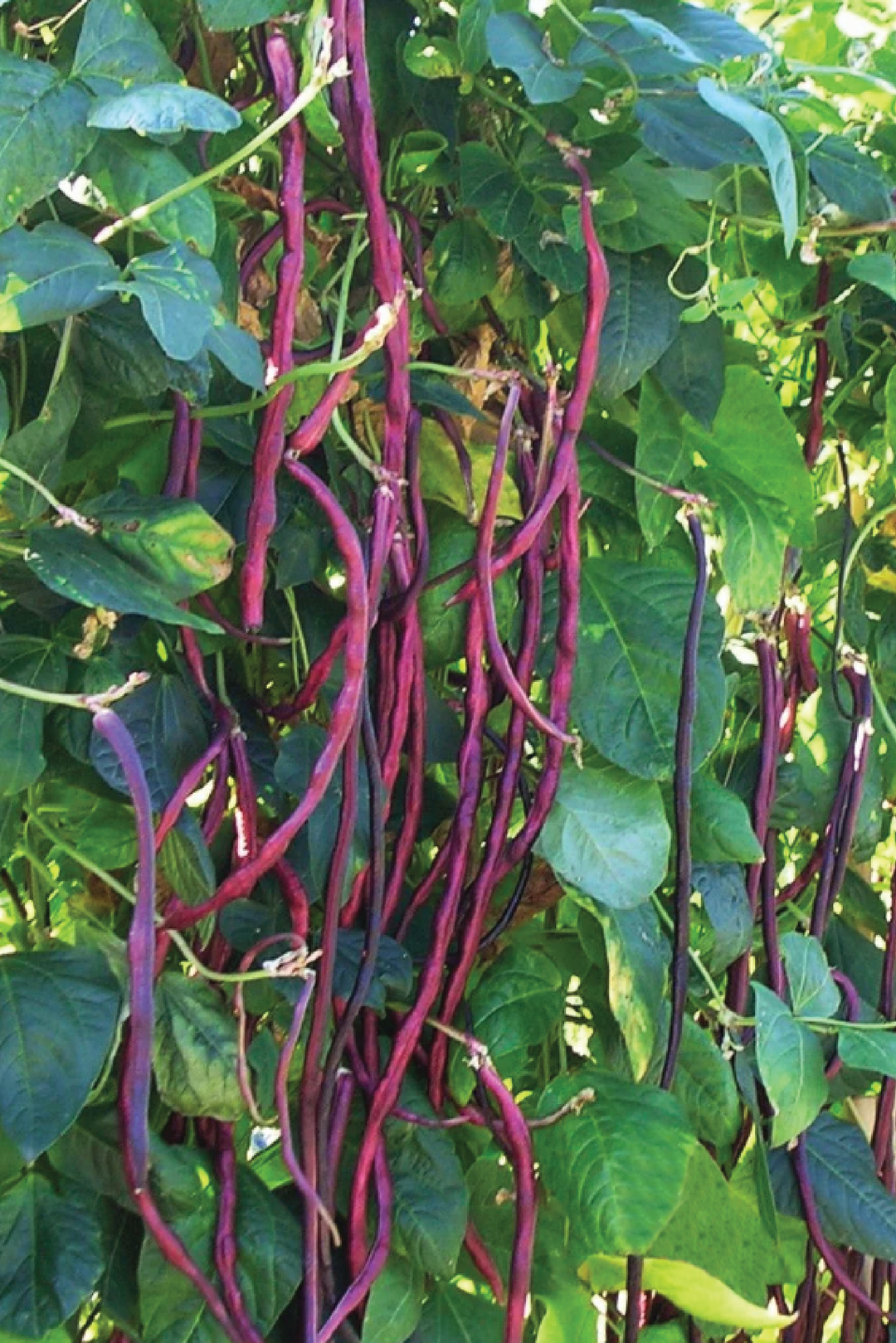 LONG PURPLE BEAN SEEDS <br> بذور الفاصولياء البنفسجية الطويلة